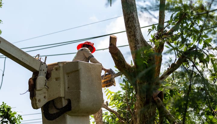 A professional chopping down a tree with a saw in Albany, OR.