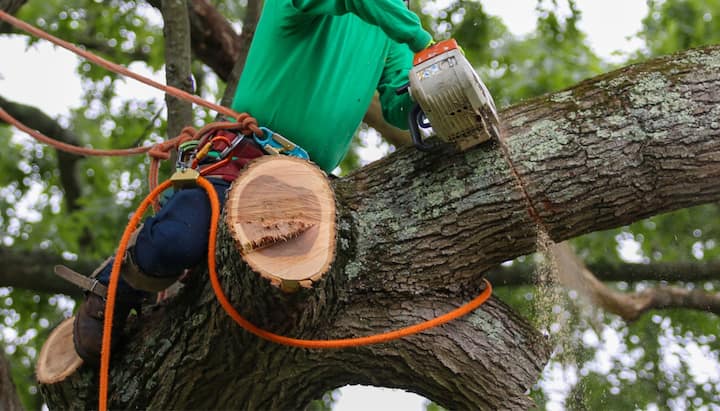 A tree being trimmed in Albany, OR.