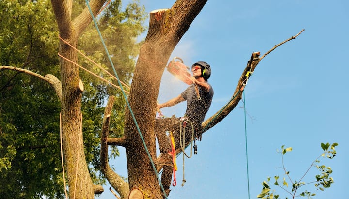 A tree trimming expert chopping down a tree in Albany, OR.