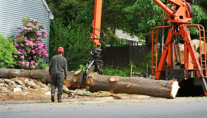 A tree knocked over by tree trimming professionals in Albany, OR.