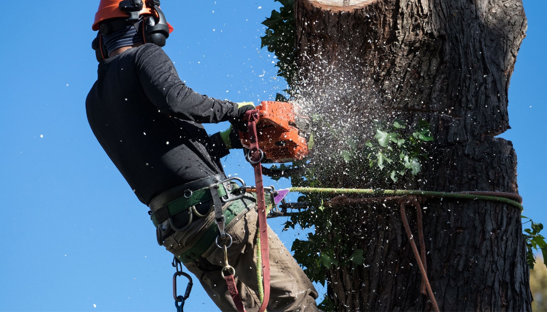 A tree trimming expert chopping a tree in Albany, OR.